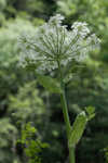 Common cowparsnip